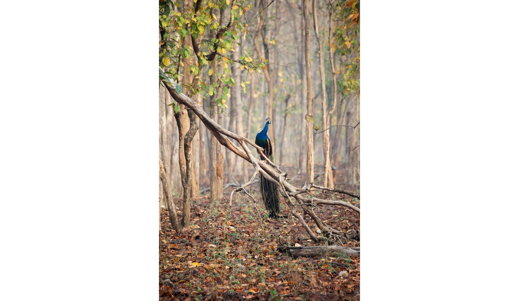 Atkinson India April 2015 Ampersand Travel 10