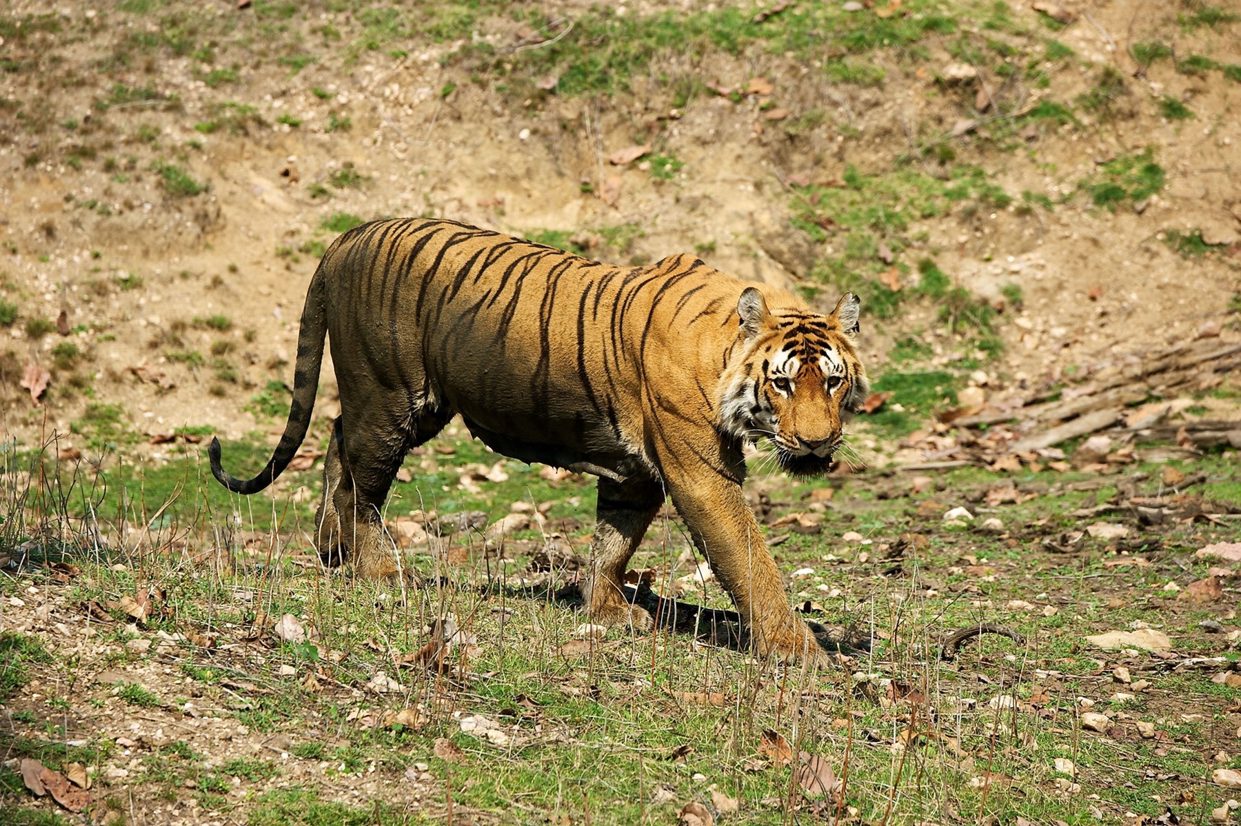 Atkinson India April 2015 Ampersand Travel 12 