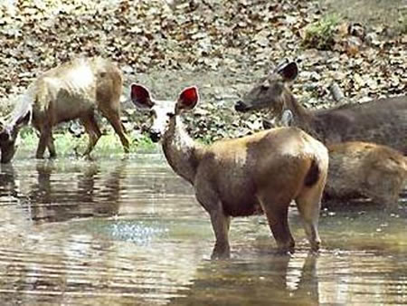 Bandhavgarh National Park North India 2 