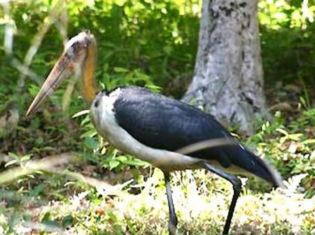 Bandhavgarh National Park North India 3 