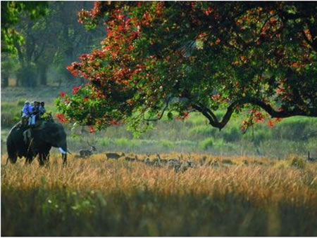 Bandhavgarh National Park North India