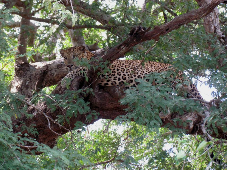 KUMANA National Park Sri Lanka 16 