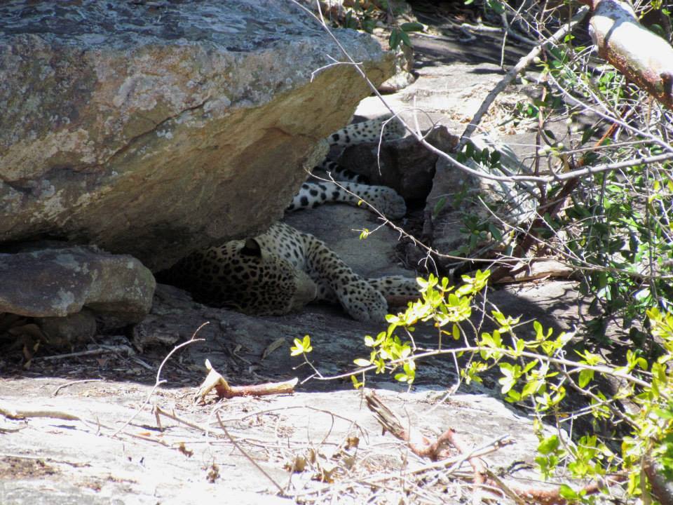 KUMANA National Park Sri Lanka 17 