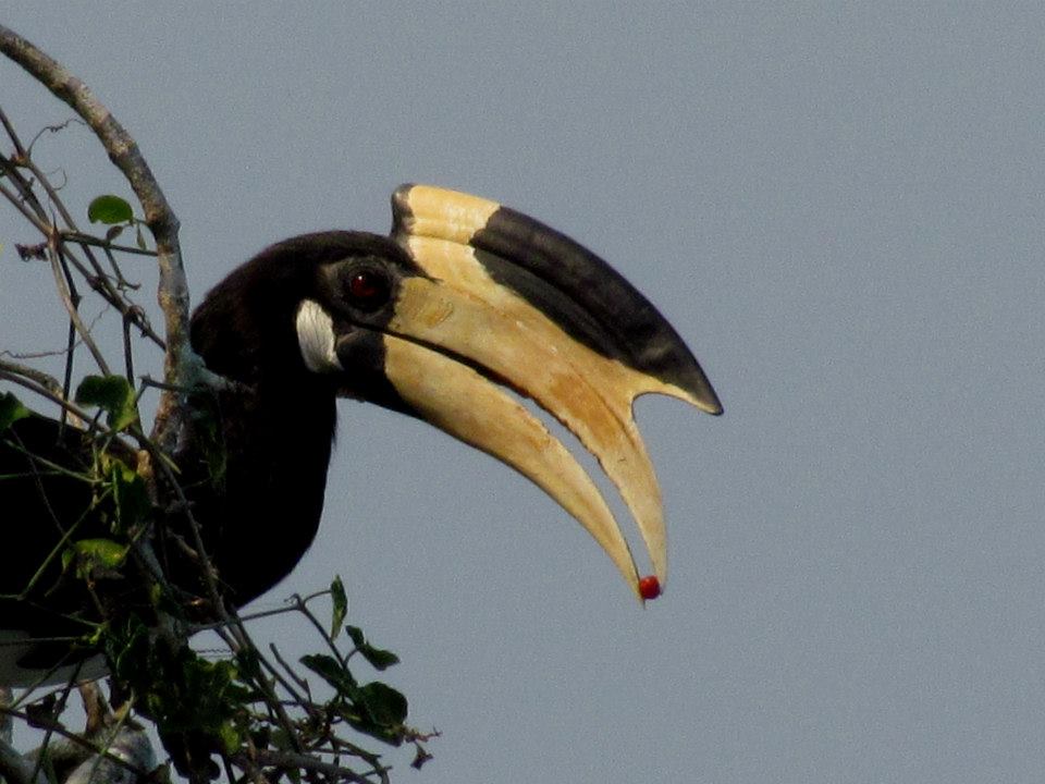 KUMANA National Park Sri Lanka 22 