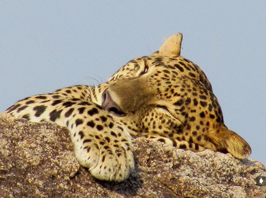 KUMANA National Park Sri Lanka 47 