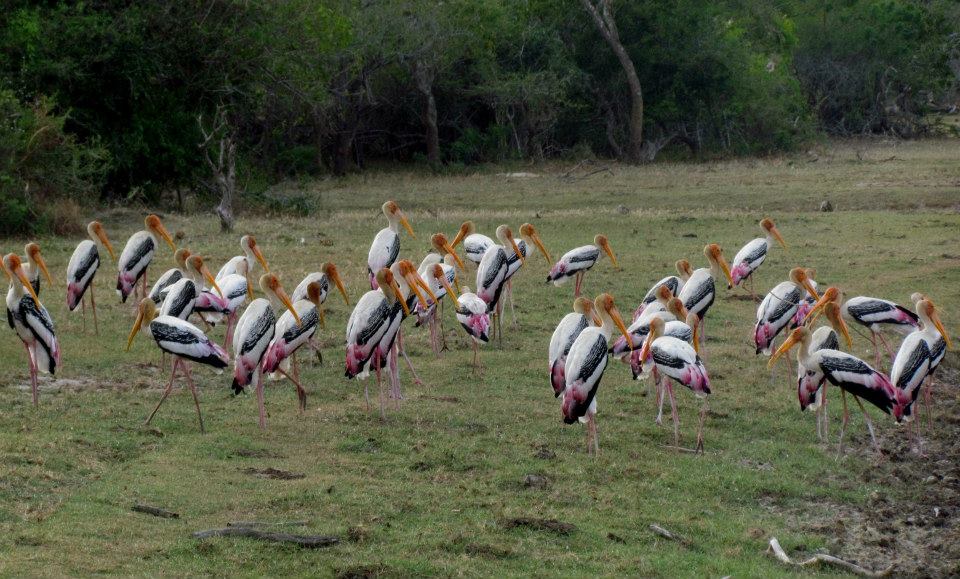 KUMANA National Park Sri Lanka 12 