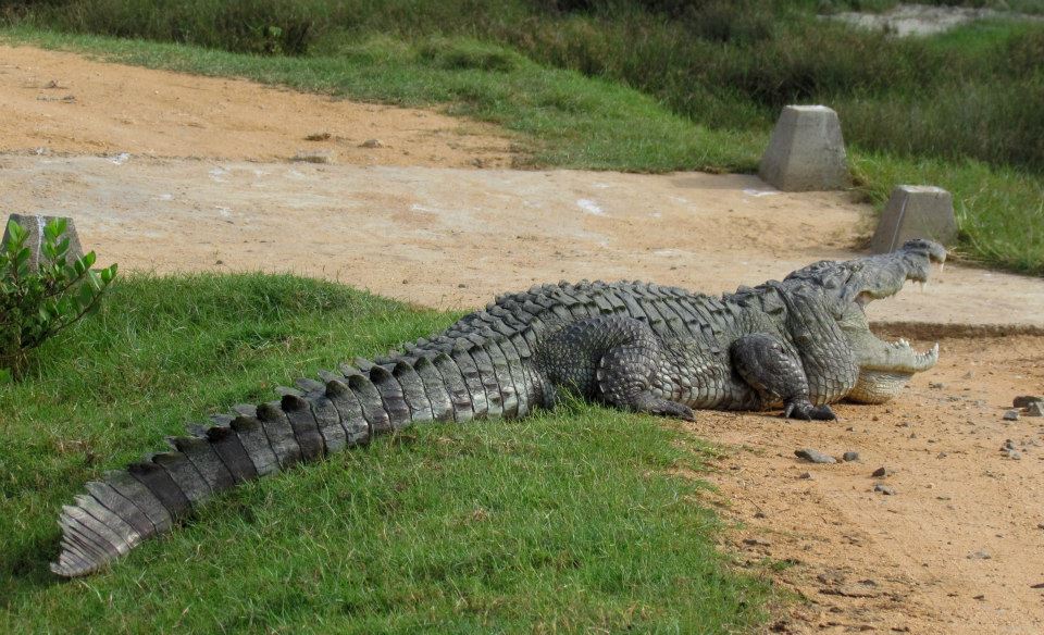 KUMANA National Park Sri Lanka 13 