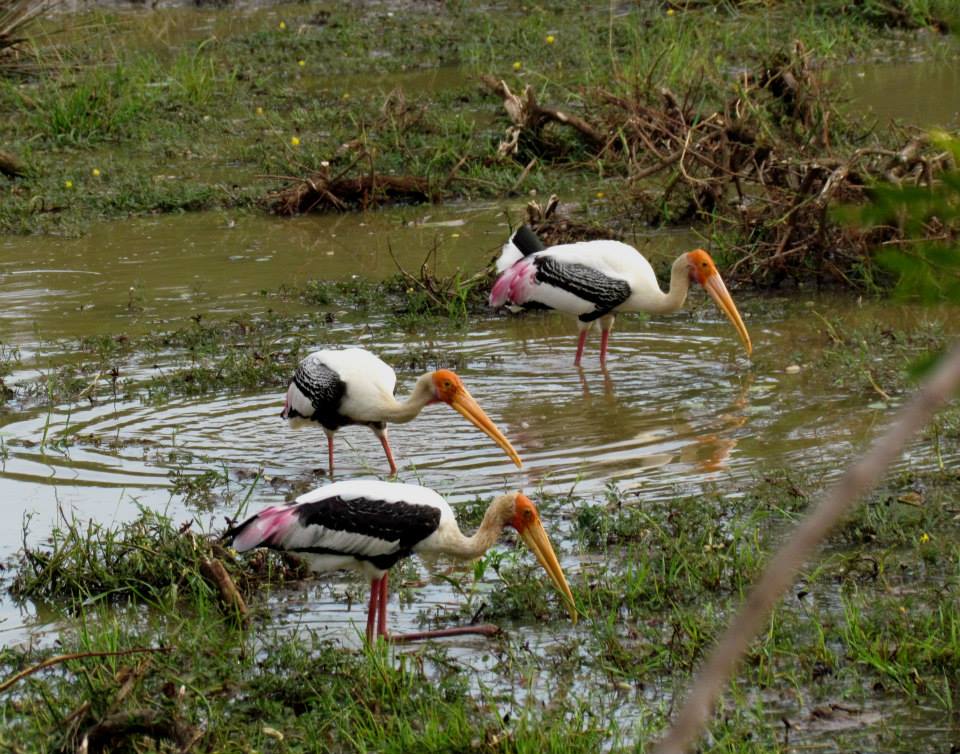 KUMANA National Park Sri Lanka 14 