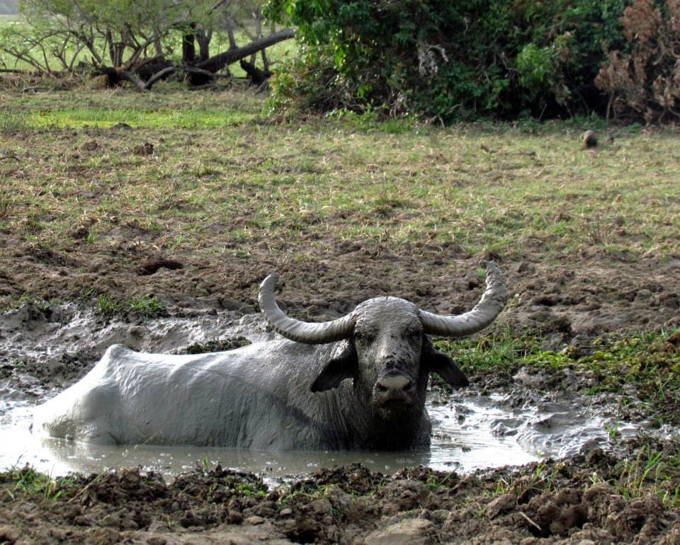 KUMANA National Park Sri Lanka 15 