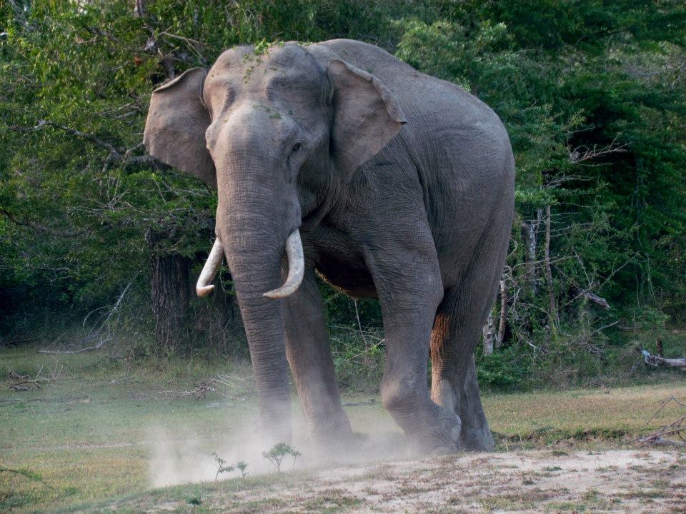 KUMANA National Park Sri Lanka 20  (1)