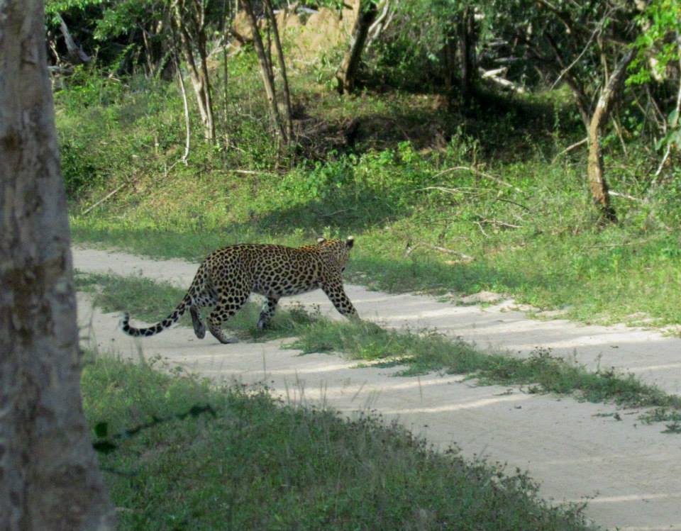 KUMANA National Park Sri Lanka 21  (1)