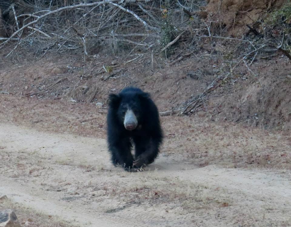 KUMANA National Park Sri Lanka 24  (1)
