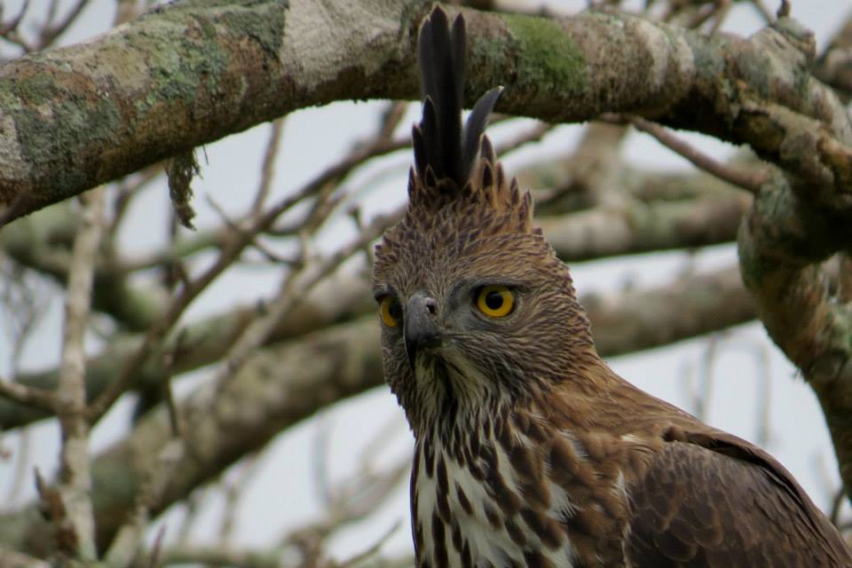 KUMANA National Park Sri Lanka 25  (1)