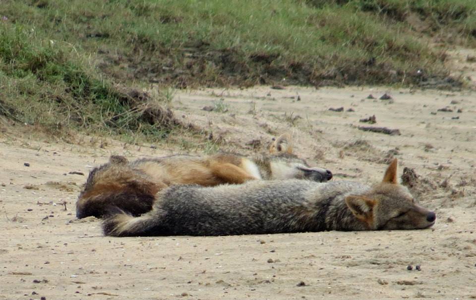 KUMANA National Park Sri Lanka 26  (1)