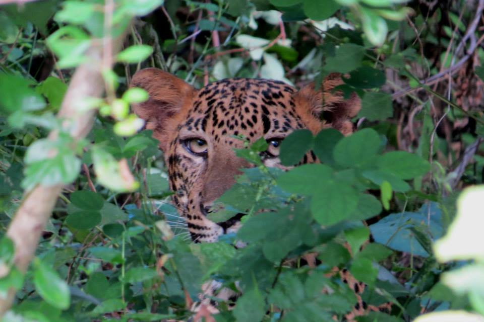 KUMANA National Park Sri Lanka 28  (1)