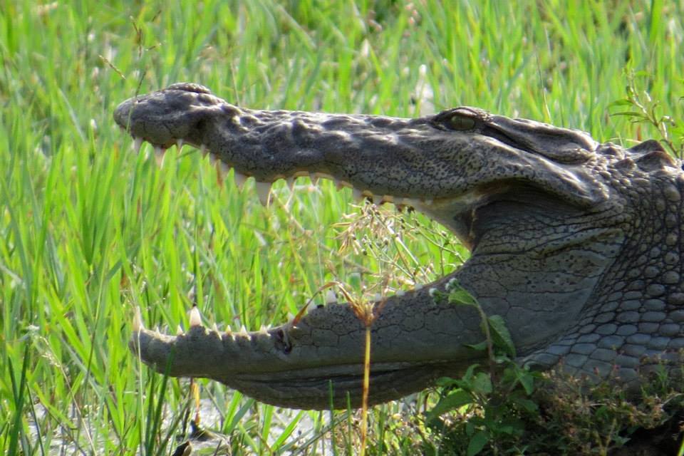 KUMANA National Park Sri Lanka 29  (1)