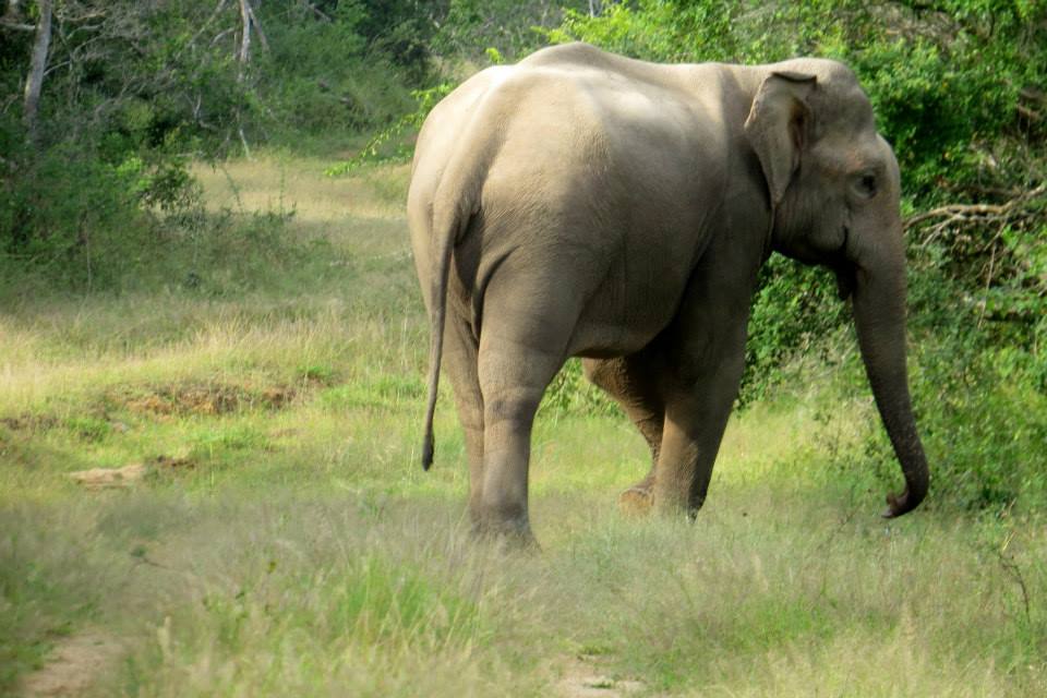 KUMANA National Park Sri Lanka 31  (1)