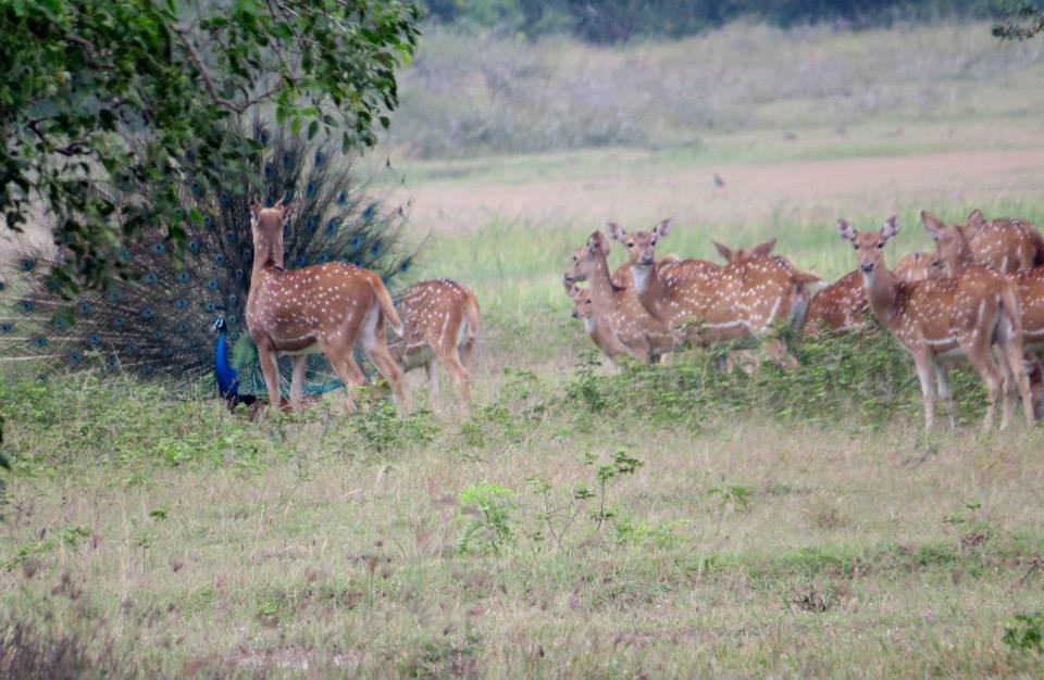 KUMANA National Park Sri Lanka 32  (1)