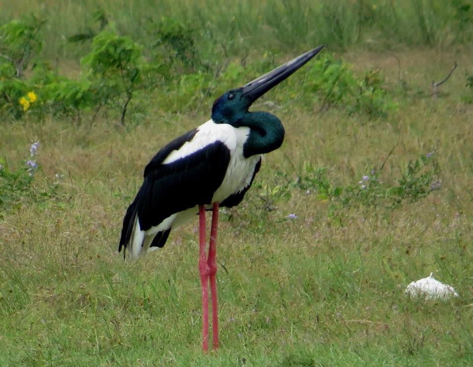 KUMANA National Park Sri Lanka 33  (1)