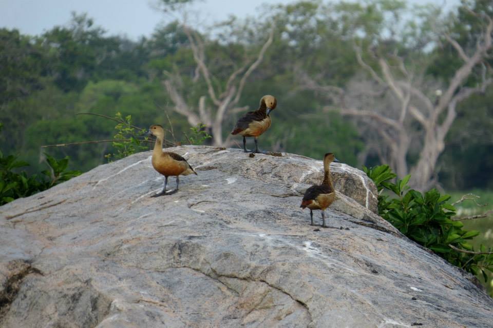 KUMANA National Park Sri Lanka 34  (1)