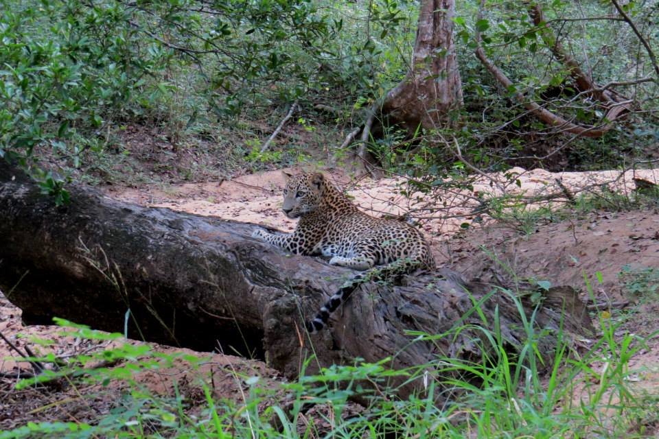 KUMANA National Park Sri Lanka 36  (1)