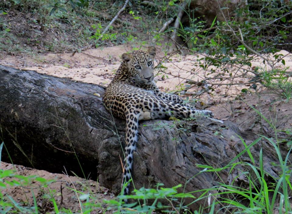 KUMANA National Park Sri Lanka 37  (1)