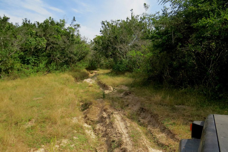 KUMANA National Park Sri Lanka 39  (1)