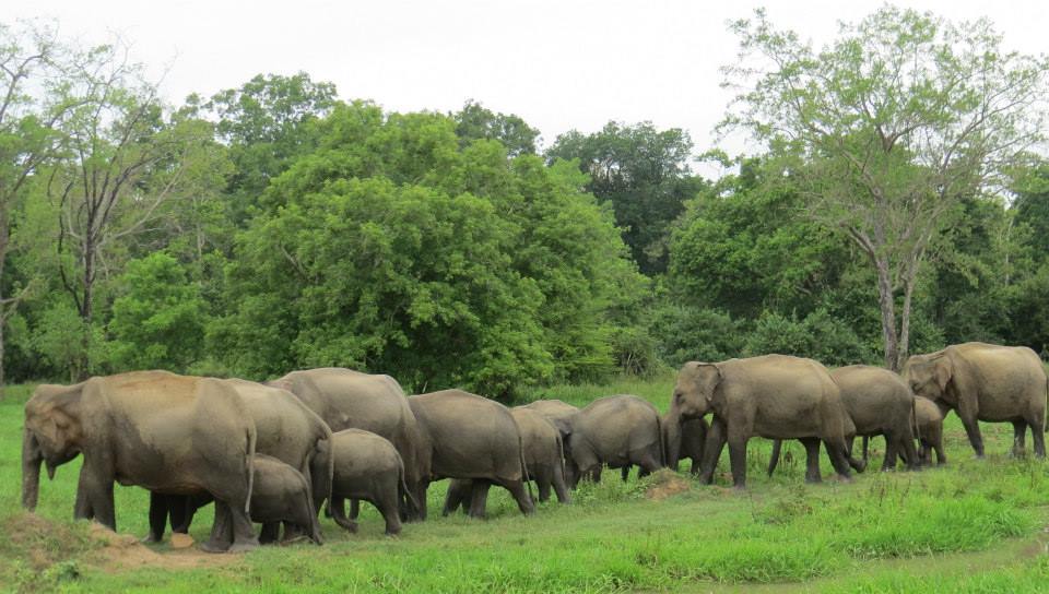 KUMANA National Park Sri Lanka 41  (1)
