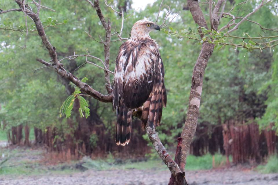 KUMANA National Park Sri Lanka 42  (1)