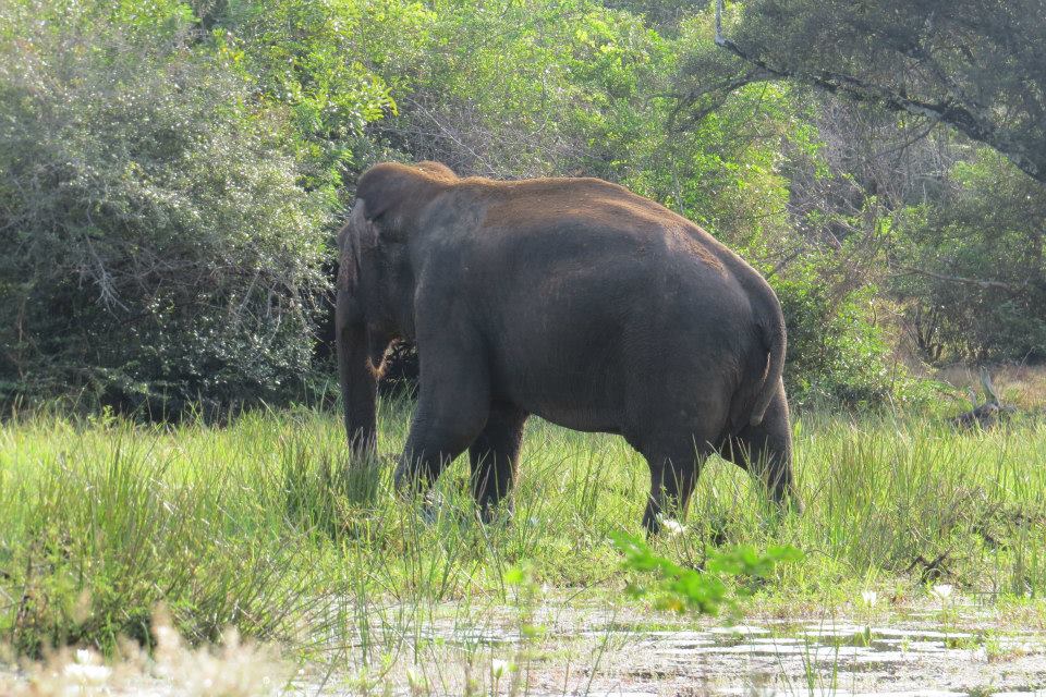 KUMANA National Park Sri Lanka 43  (1)