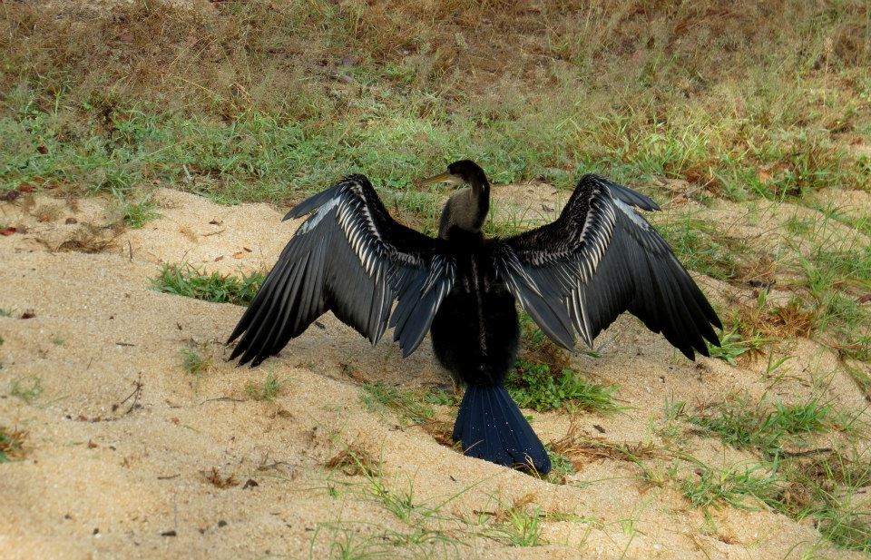 KUMANA National Park Sri Lanka 45  (1)