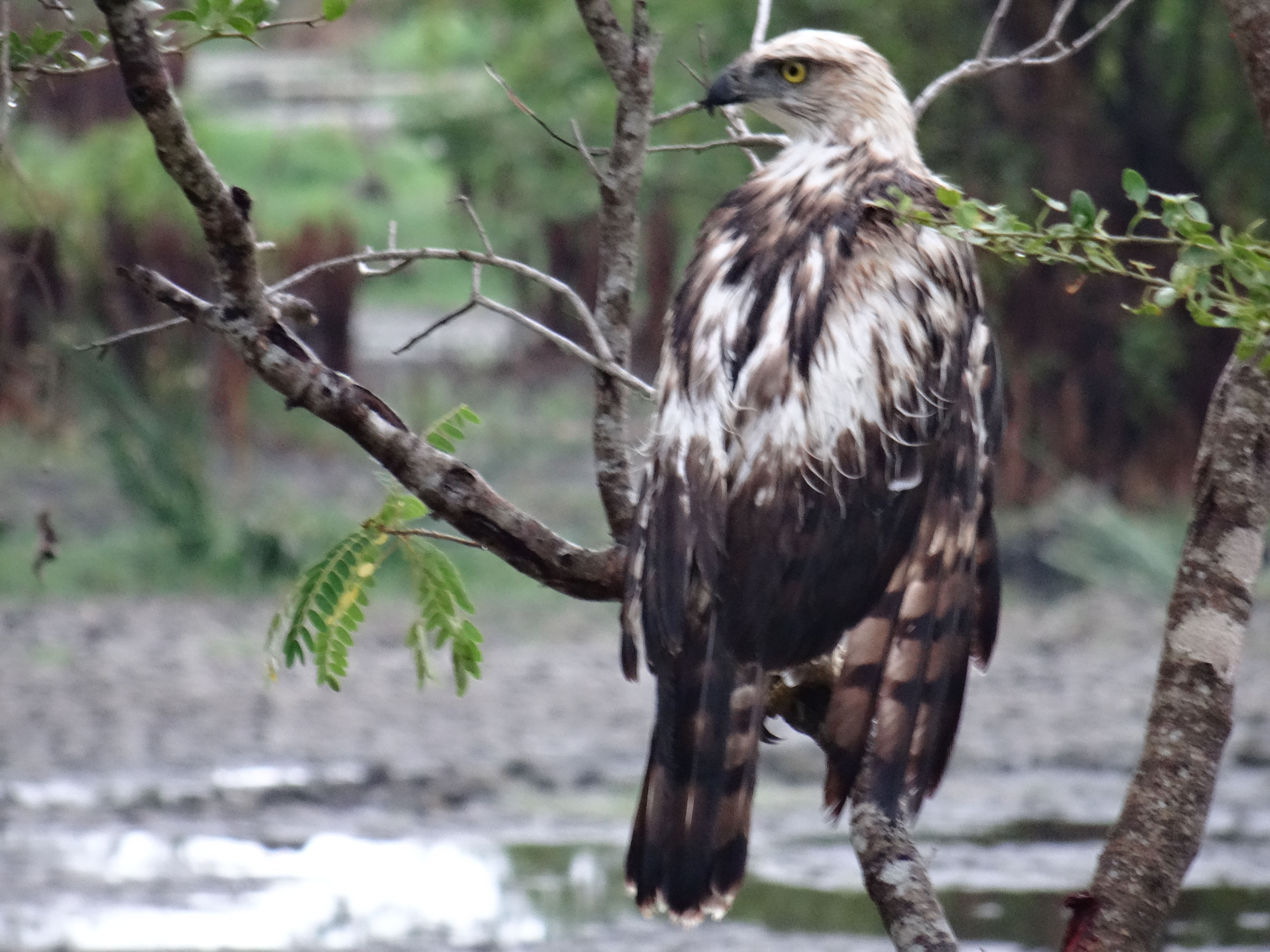 KUMANA National Park Sri Lanka 1  (1)
