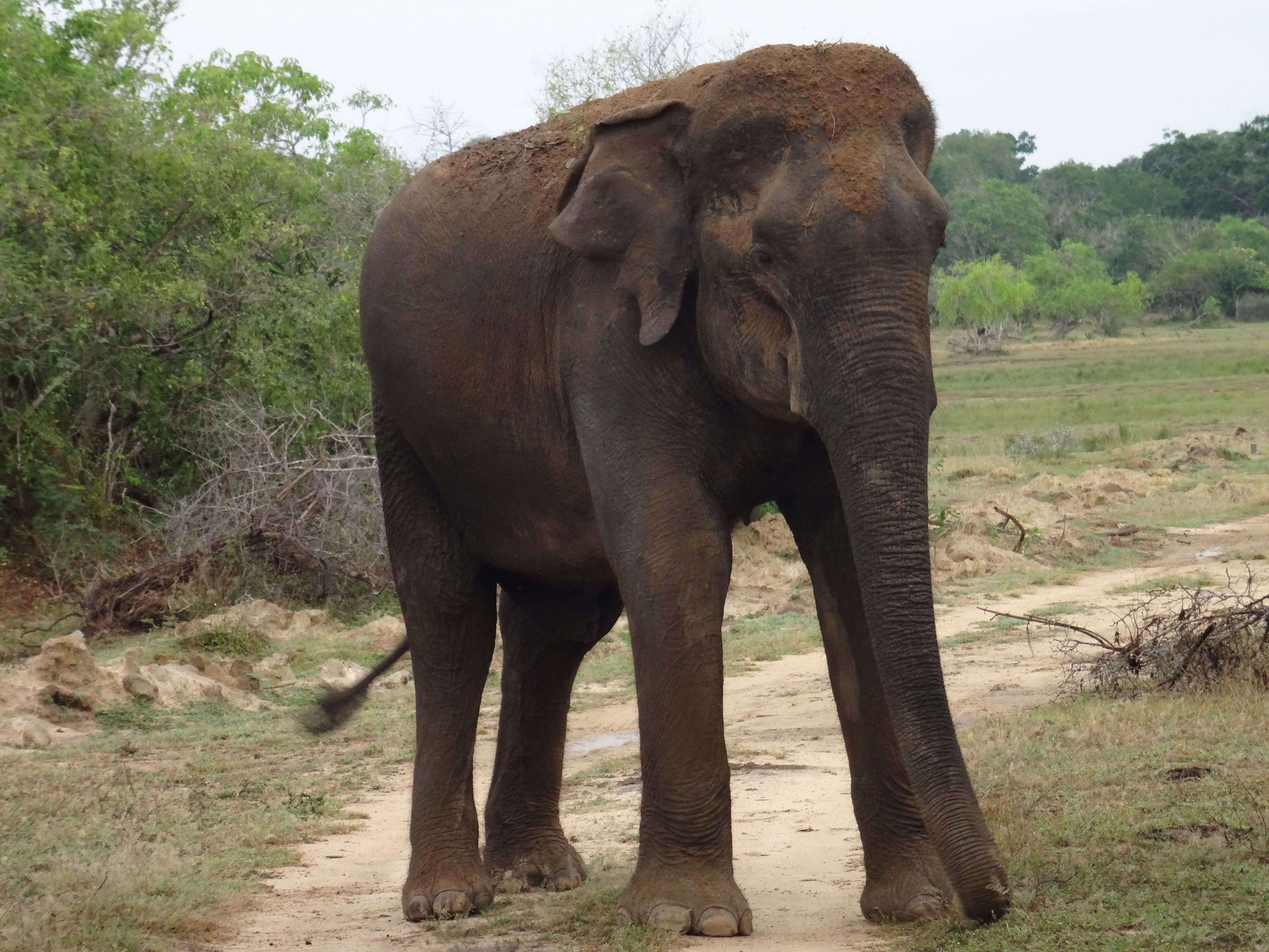 KUMANA National Park Sri Lanka 2  (1)