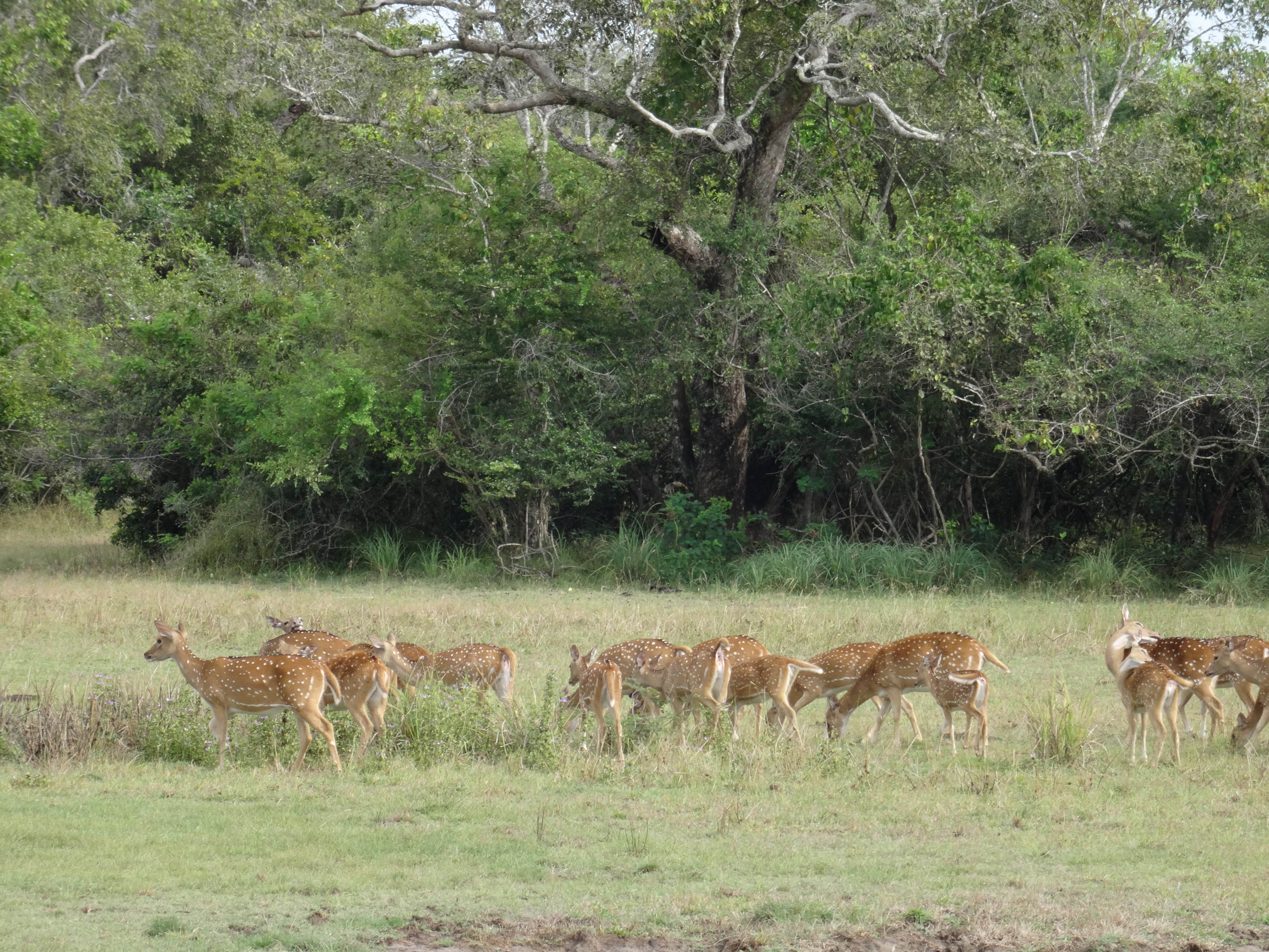 KUMANA National Park Sri Lanka 3  (1)