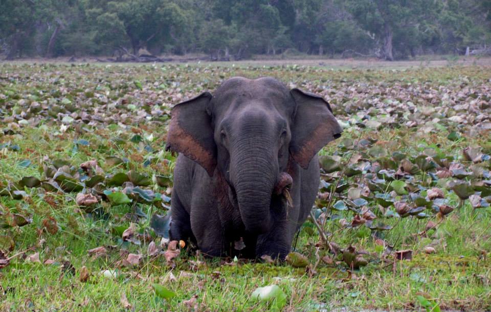 KUMANA National Park Sri Lanka 4  (1)