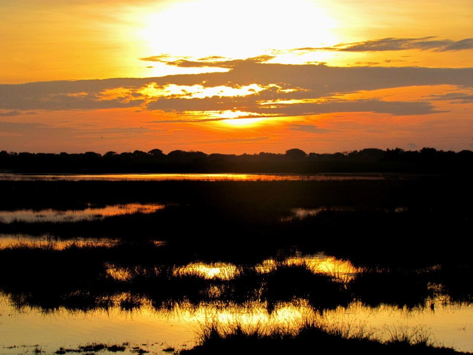 KUMANA National Park Sri Lanka 5  (1)