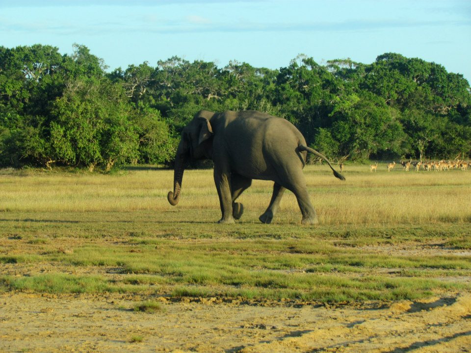 KUMANA National Park Sri Lanka 8  (1)