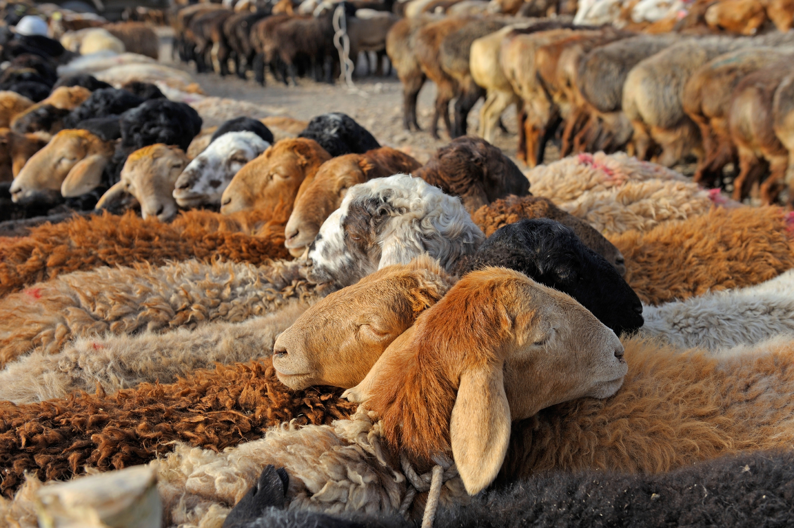 Following The Silk Road In Chinas Wild West 8 