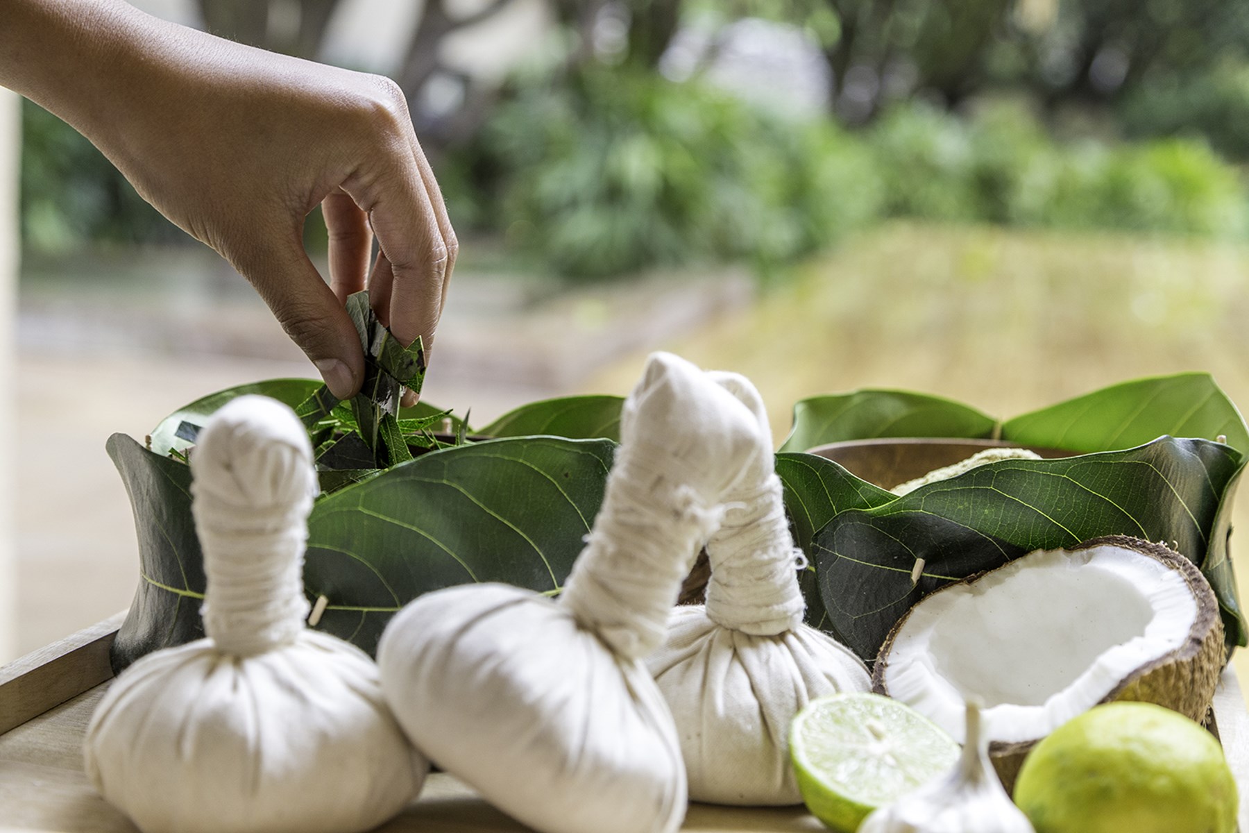 VANA From James Vana Malsi Estate Dehradun North India 21