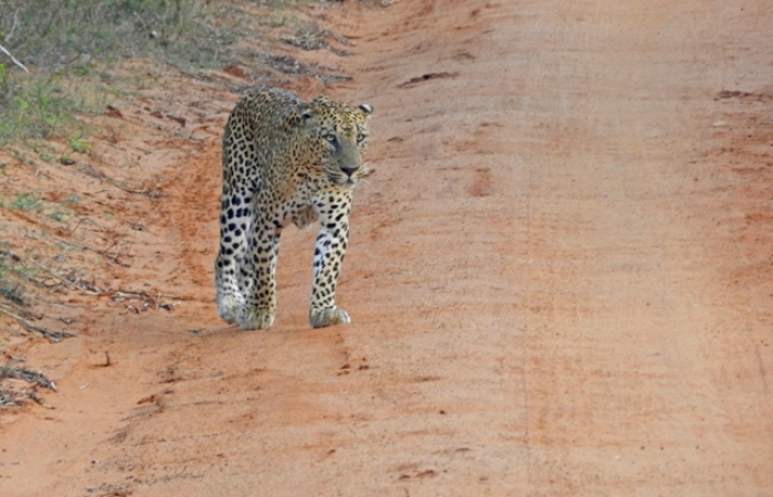 Wilpattu National Park Sri Lanka12