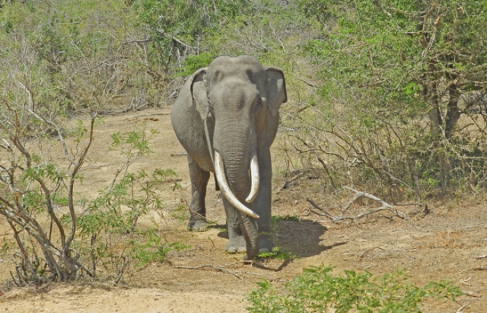 Wilpattu National Park Sri Lanka13