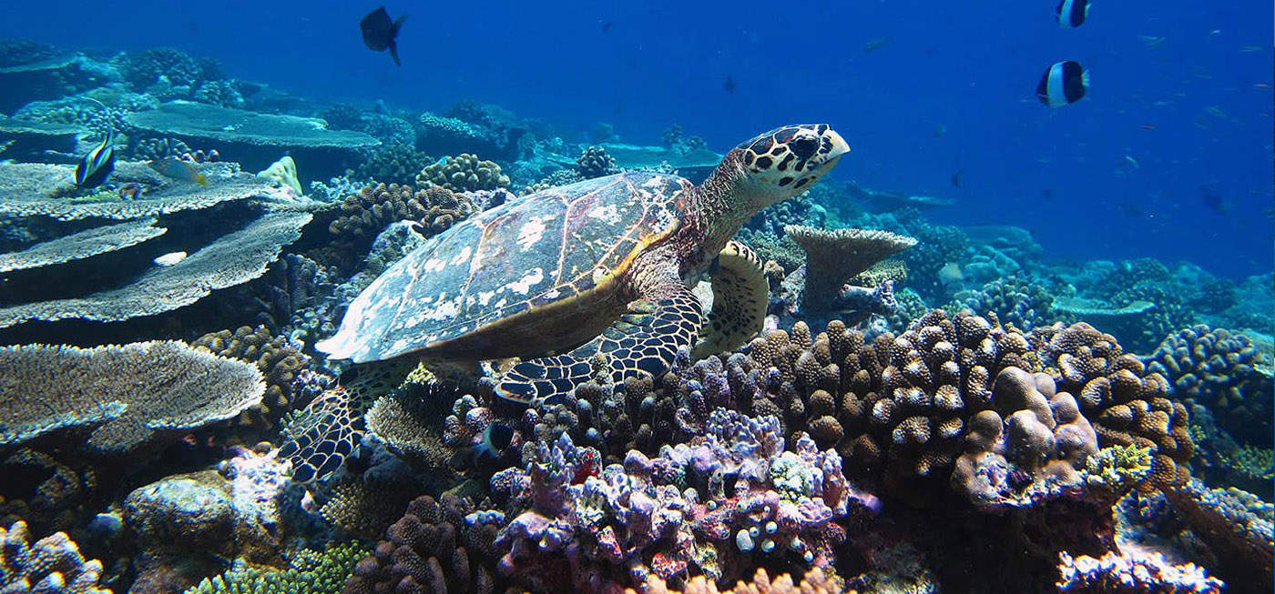 Coco Bodu Hithi Maldives 26 