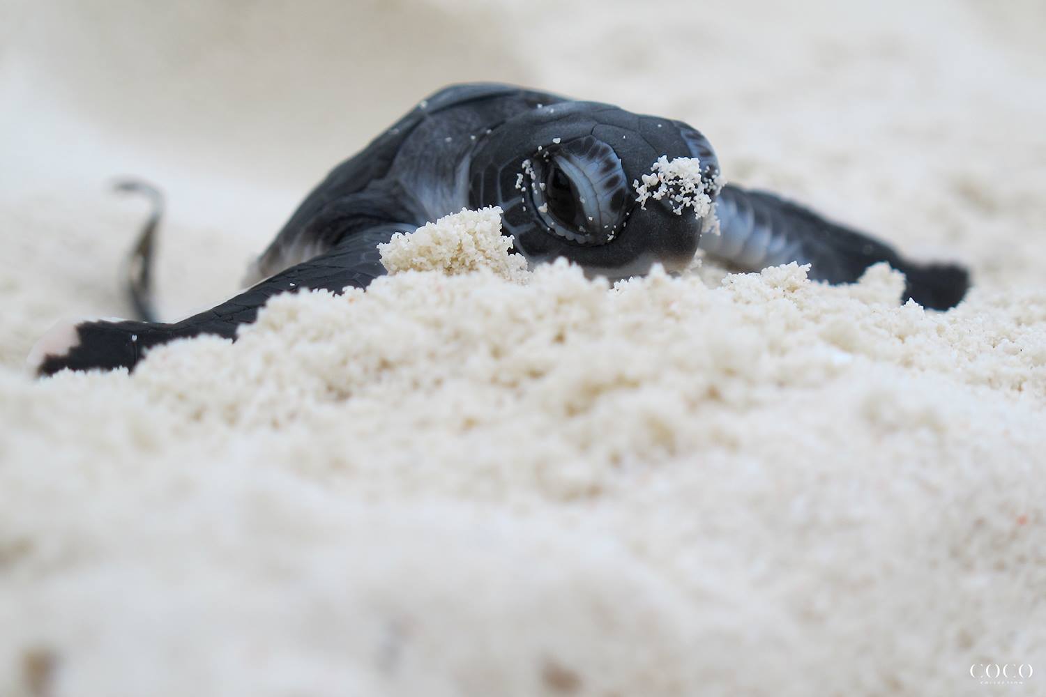 Coco Bodu Hithi Maldives 4 