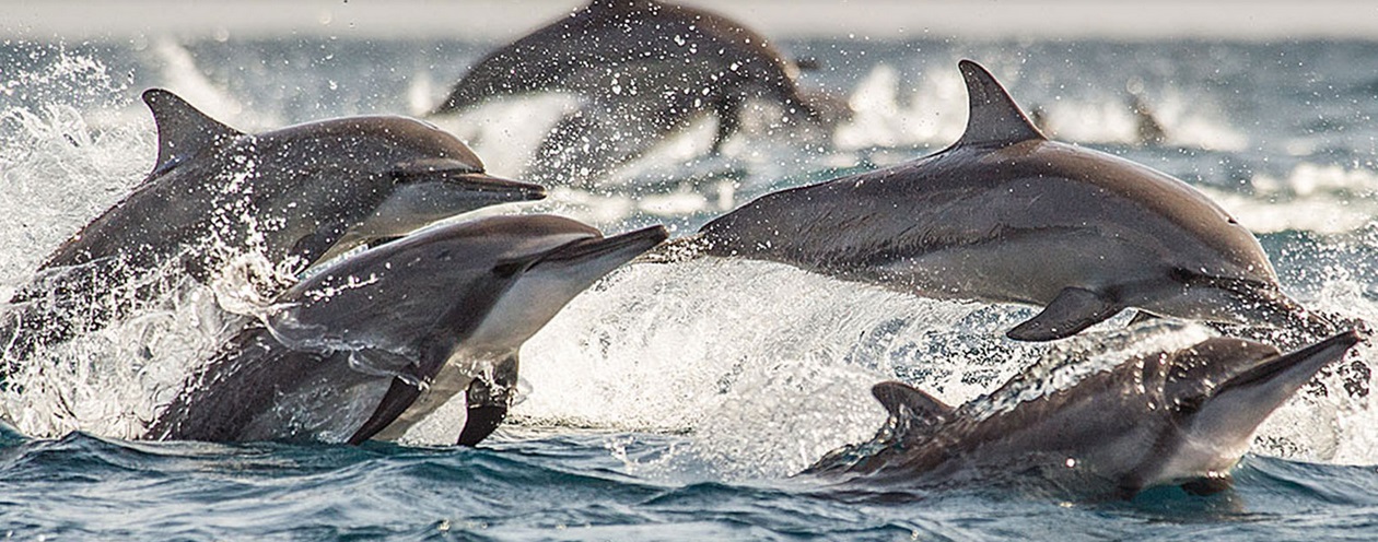 Bar REEF Kalpitiya Sri Lanka 3  (1)