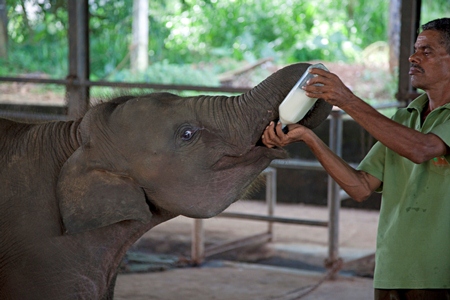 Cheeky Monkeys Blue Whales And King Coconuts Itinerary 2 