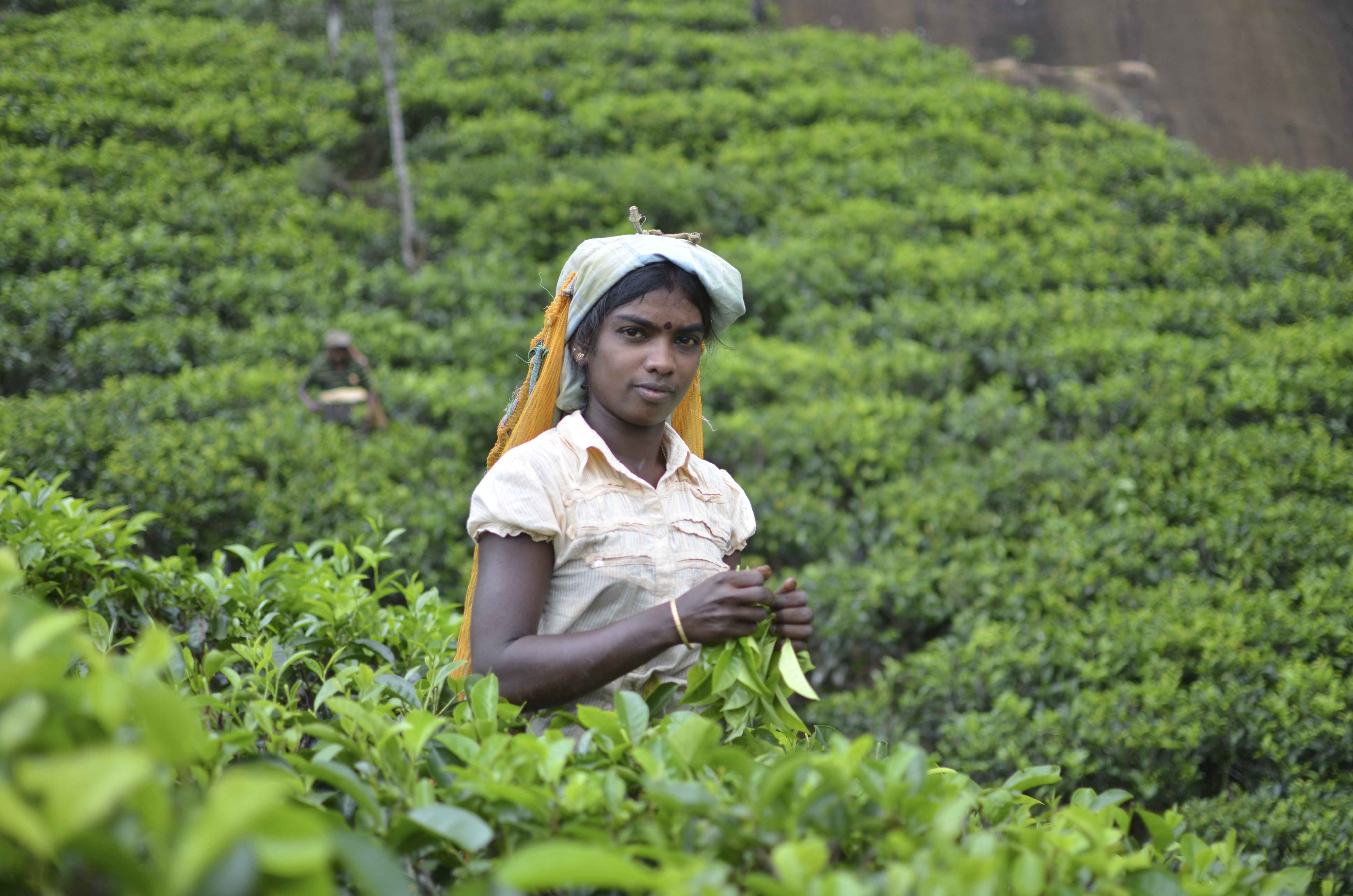 SRI LANKA - Tea Trails Sri Lanka