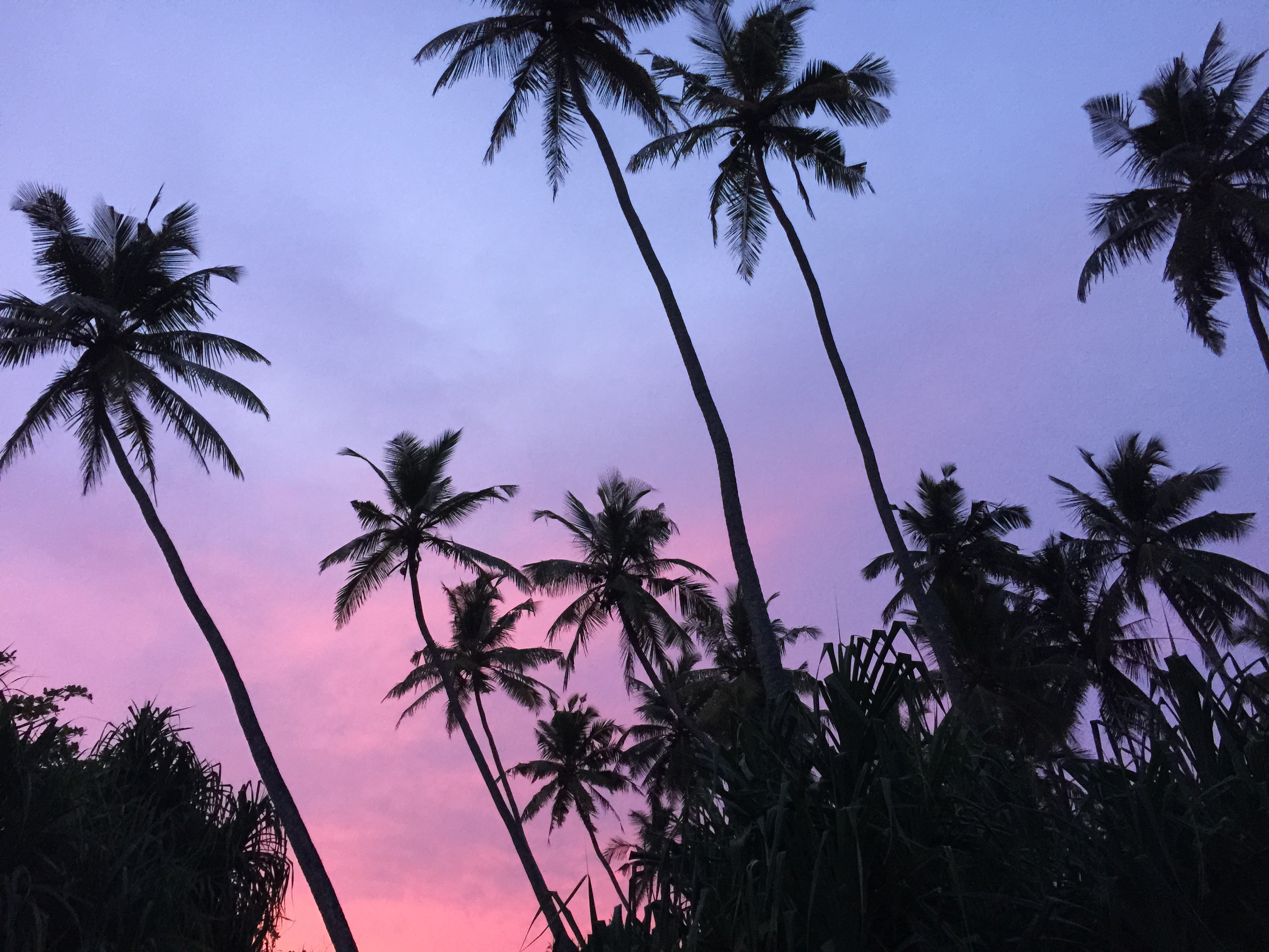 SRI LANKA - Coconut Palms Sunset Bentota Sri Lanka