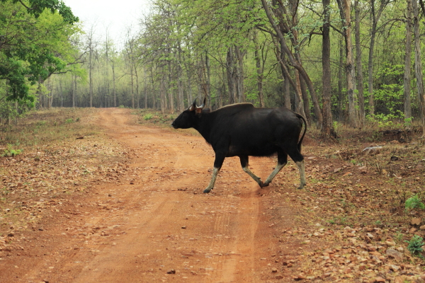 Svasara Tadoba North India 4 
