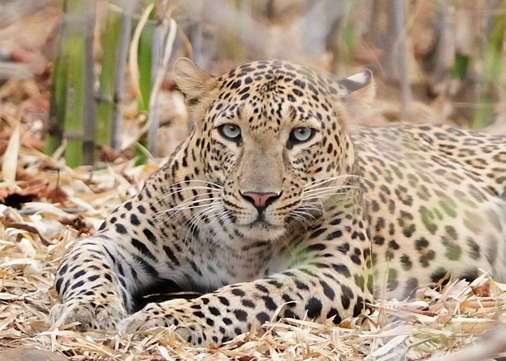 Svasara Tadoba North India 5 
