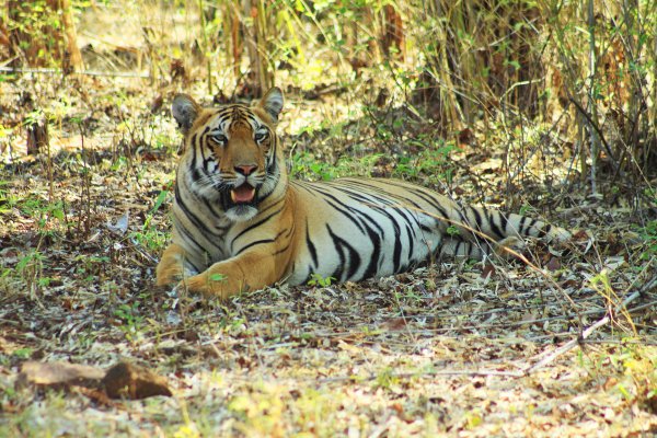 Svasara Tadoba North India 6 